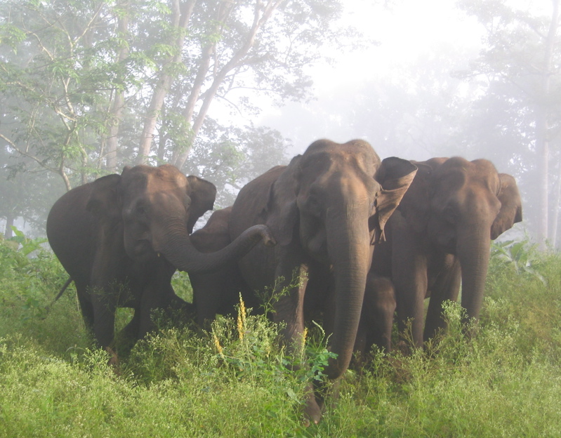 A group of a total of seven elephants